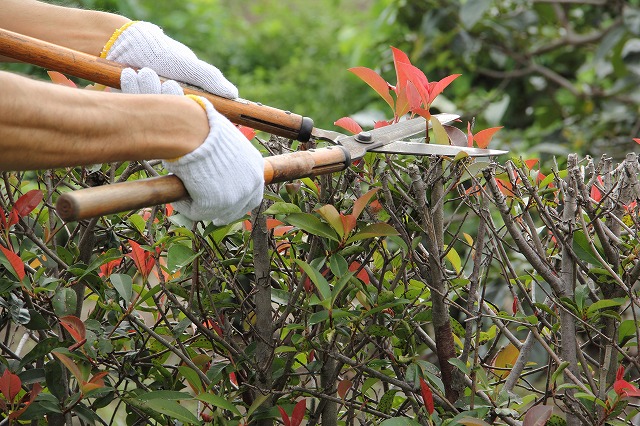 庭木の剪定・草刈り、除草作業　半日コース♪の画像